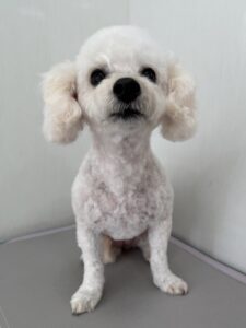 メルちゃんのトリミング写真