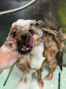 ある太くんのトリミング写真