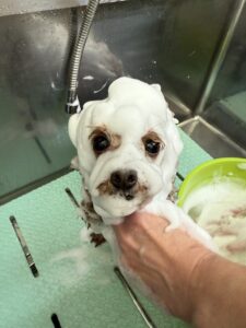 ハッピーちゃんのトリミング写真