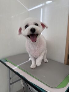 ハヤンくんのトリミング写真