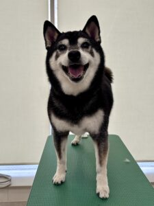 レイくんのトリミング写真