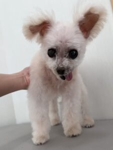 ちゅらちゃんのトリミング写真