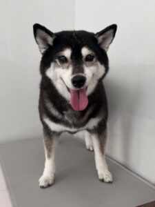 オーマちゃんのトリミング写真