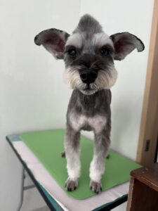 11月17日のわんこたちの写真