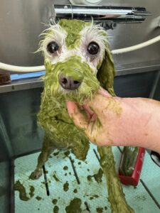 ハッピーちゃんのトリミング写真