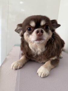 エルマちゃんのトリミング写真