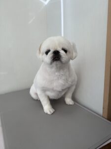 ペコちゃんのトリミング写真