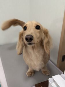 メイくんのトリミング写真