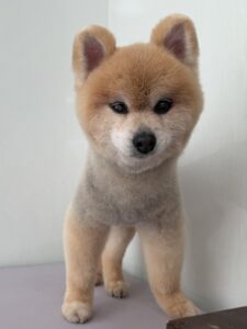 こじろーくんのトリミング写真