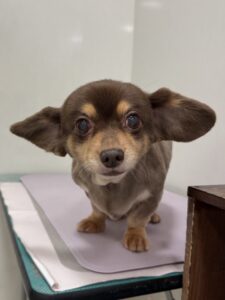 ミロくんのトリミング写真