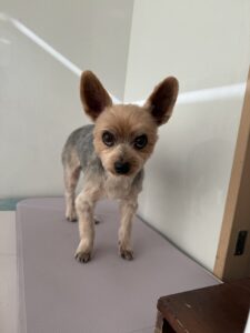 レオくんのトリミング写真