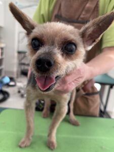 ココアちゃんのトリミング写真