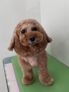 11月30日のわんこたちの写真