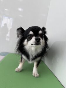 ココアくんのトリミング写真