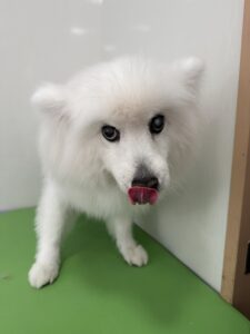 優(ゆう)ちゃんのトリミング写真