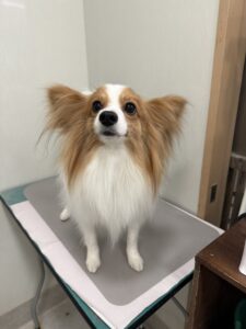 そらくんのトリミング写真