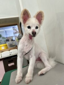 空(そら)くんのトリミング写真