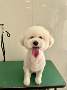 ペネロペちゃんのトリミング写真