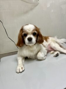 ココくんのトリミング写真