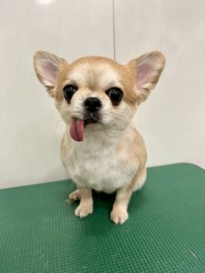 モカちゃんのトリミング写真
