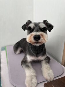 11月5日のわんこたちの写真