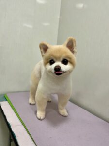 チロくんのトリミング写真