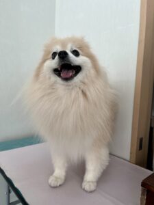 麦(むぎ)ちゃんのトリミング写真