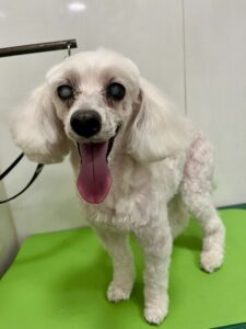 レオくんのトリミング写真