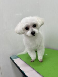 キャンディちゃんのトリミング写真