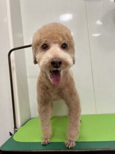 くりおくんのトリミング写真