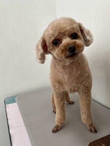 11月11日のわんこたちの写真