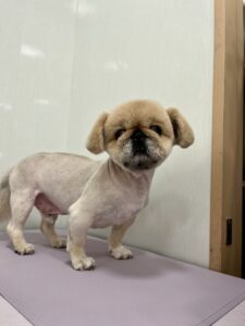 こむぎくんのトリミング写真