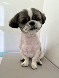 ロンくんのトリミング写真