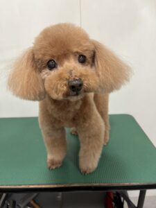 Goodyくんのトリミング写真