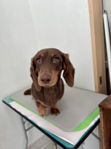 マロンくんのトリミング写真