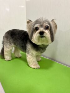 チョコちゃんのトリミング写真