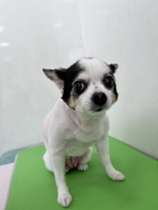 11月19日のわんこたちの写真