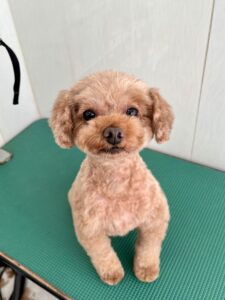 はるまちゃんのトリミング写真