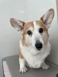 ピースちゃんのトリミング写真