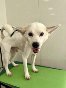 11月22日のわんこたちの写真