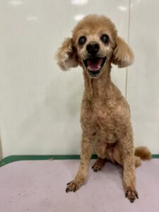 さすけくんのトリミング写真