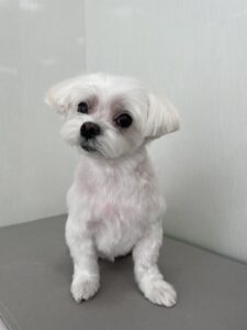 ルナちゃんのトリミング写真