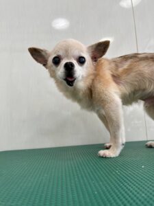 ミロくんのトリミング写真