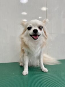 cinnamonちゃんのトリミング写真