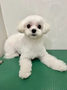 おもちくんのトリミング写真