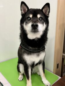 11月25日のわんこたちの写真