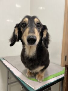 くうがくんのトリミング写真