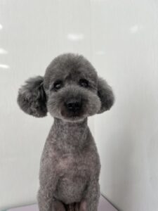 くろくんのトリミング写真