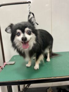 カイくんのトリミング写真