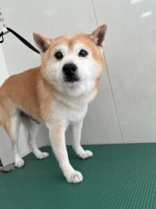 コタロウくんのトリミング写真